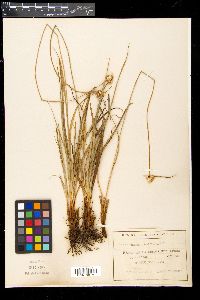 Carex baldensis image