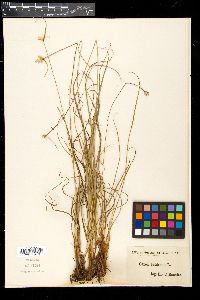 Carex baldensis image