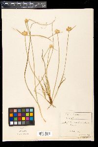 Carex baldensis image