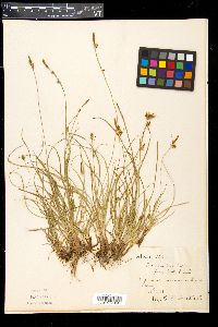 Carex depressa image