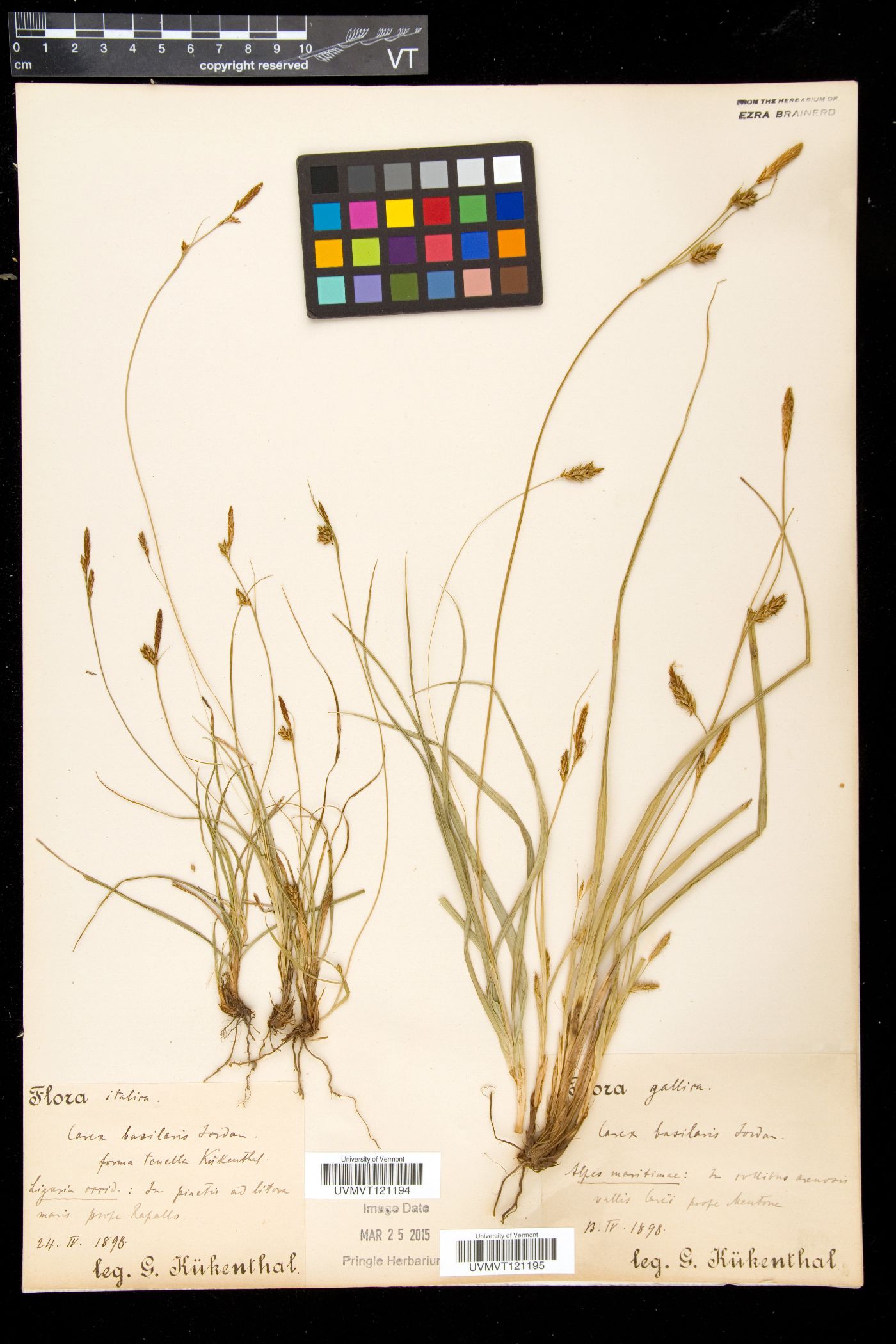 Carex depressa subsp. basilaris image