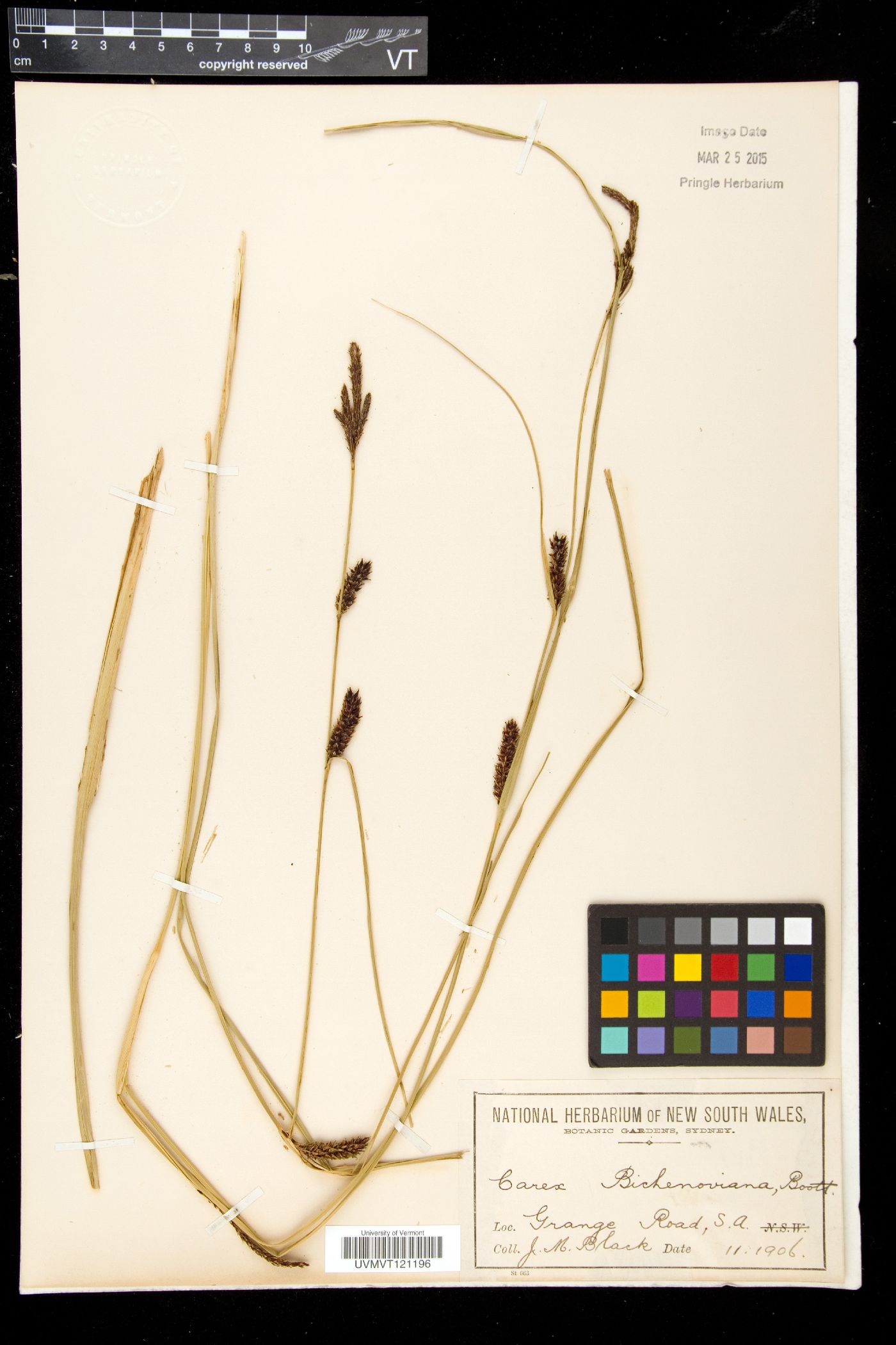 Carex bichenoviana image