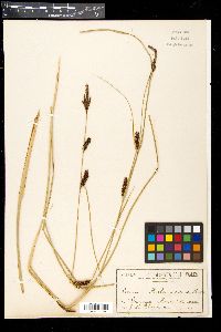 Image of Carex bichenoviana