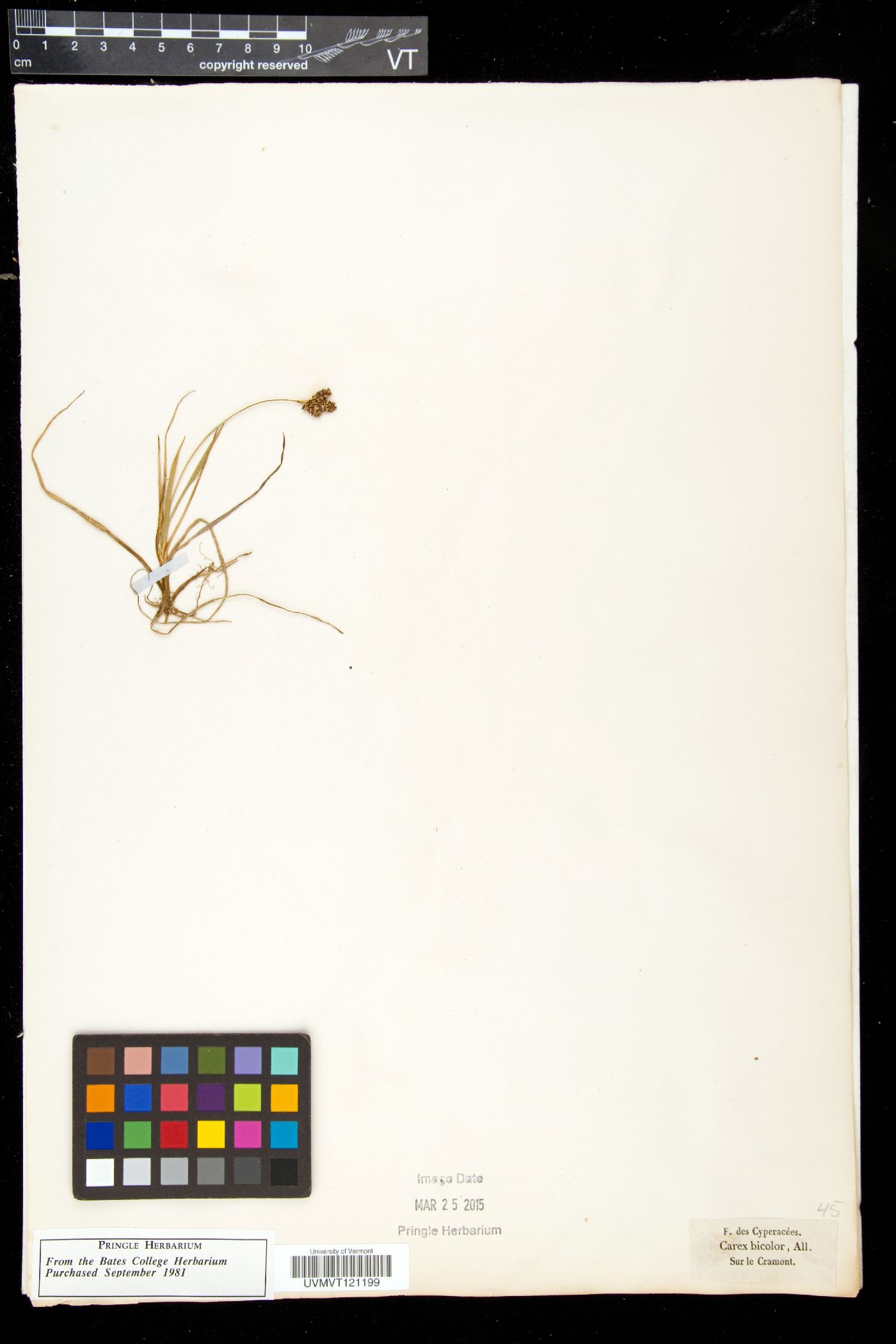 Carex bicolor image