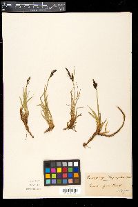Carex cespitosa image