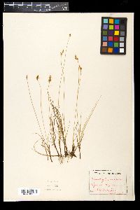 Carex glareosa image