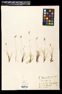 Carex glareosa image