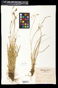 Carex blepharicarpa image