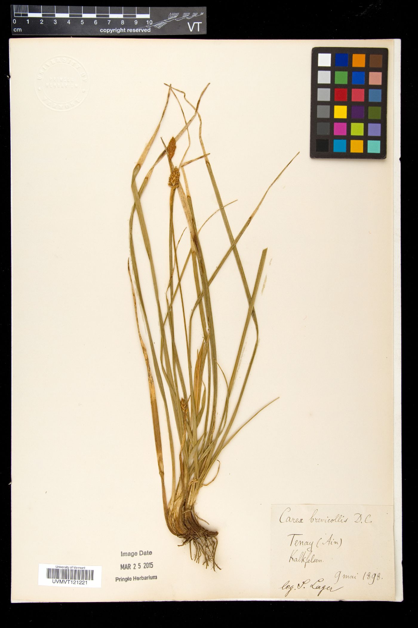 Carex brevicollis image