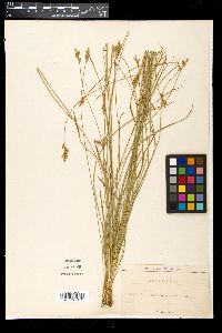 Carex brizoides image
