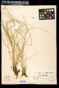 Carex brizoides image