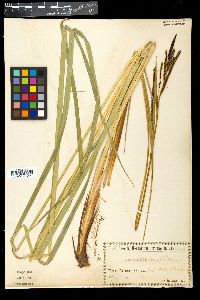 Image of Carex buekii