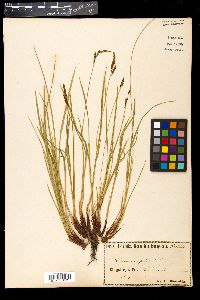 Carex caespitosa image
