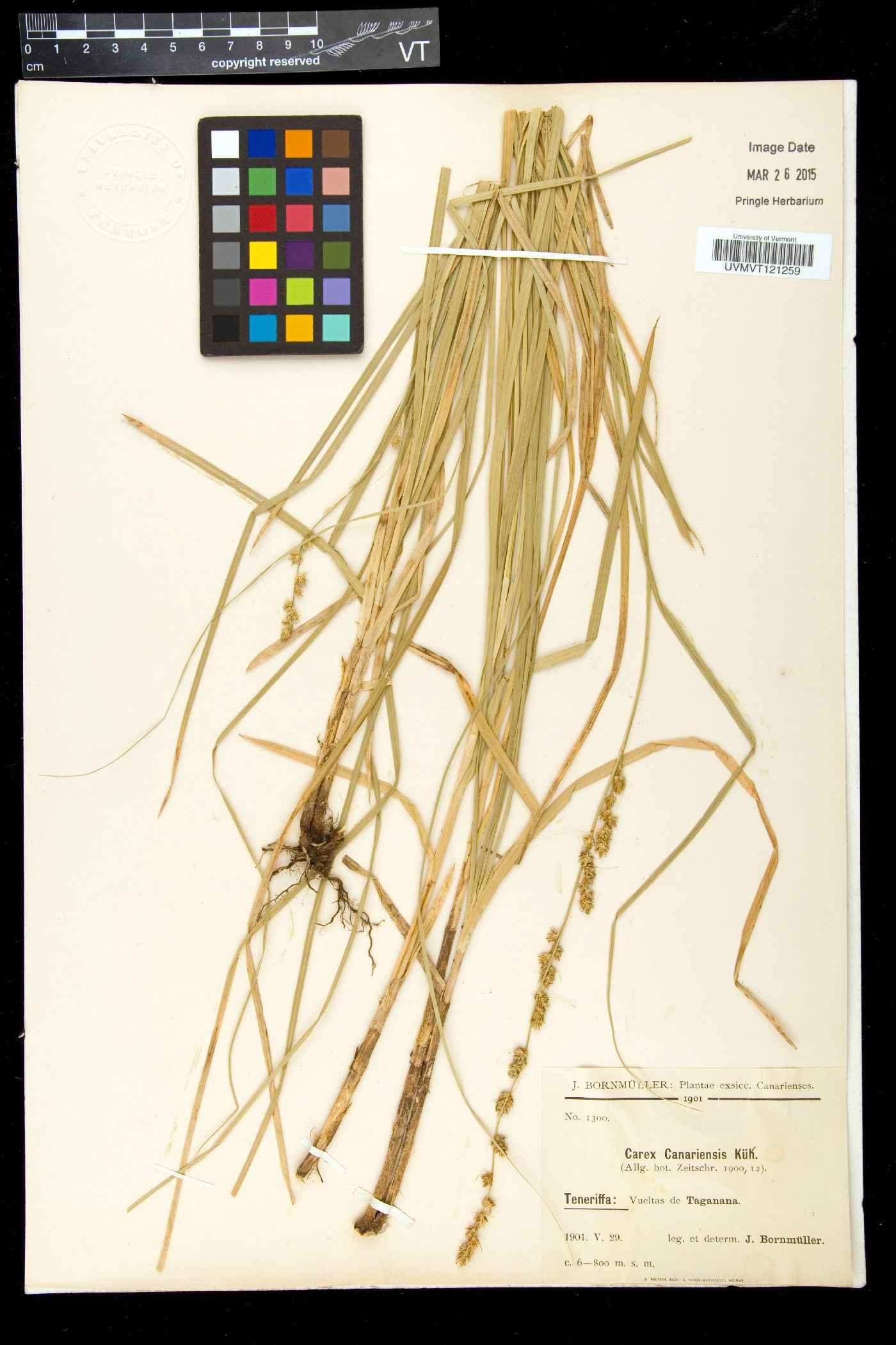 Carex canariensis image