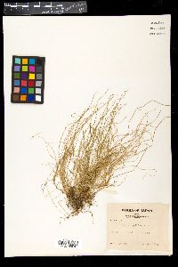 Image of Carex capillacea