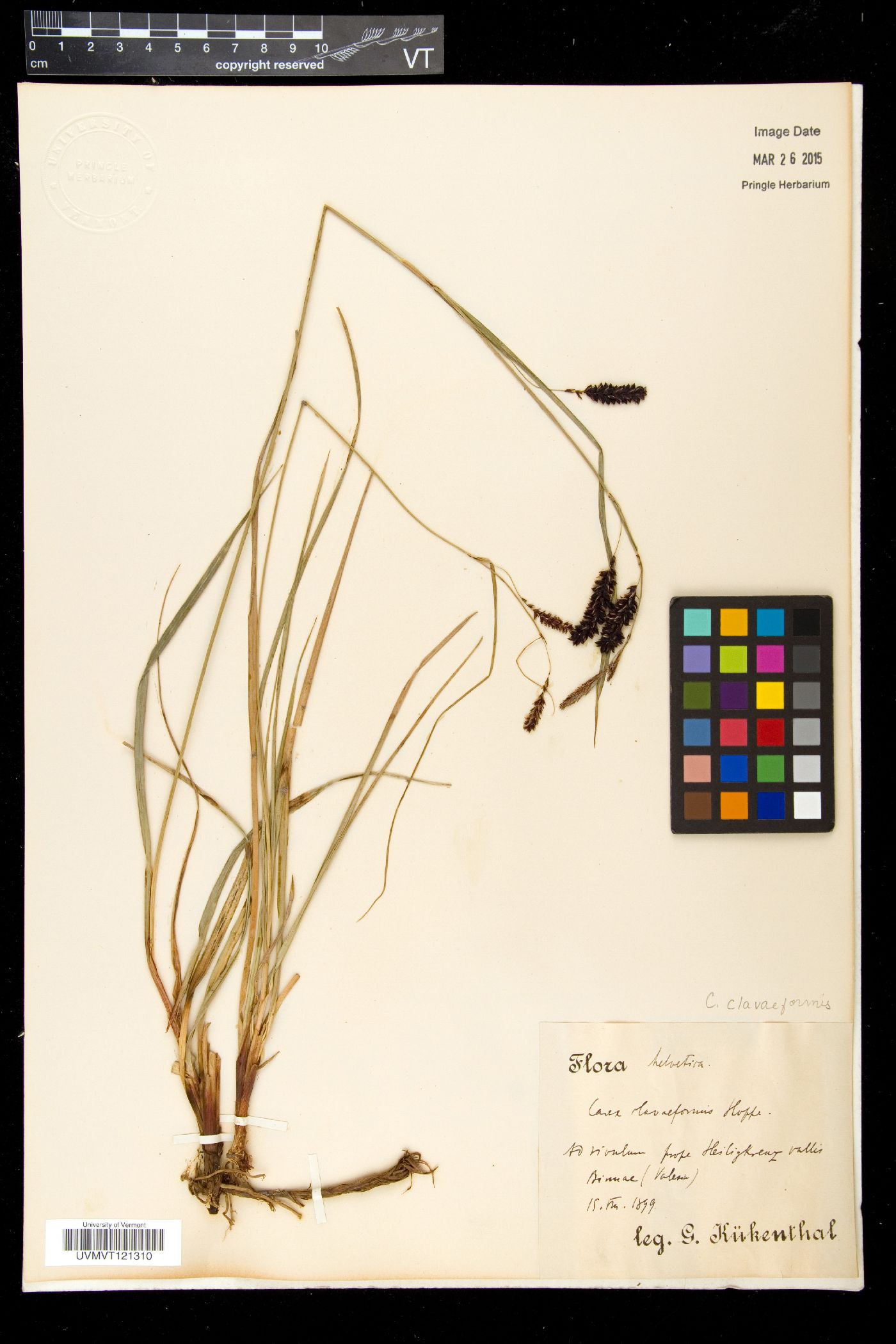 Carex flacca subsp. flacca image