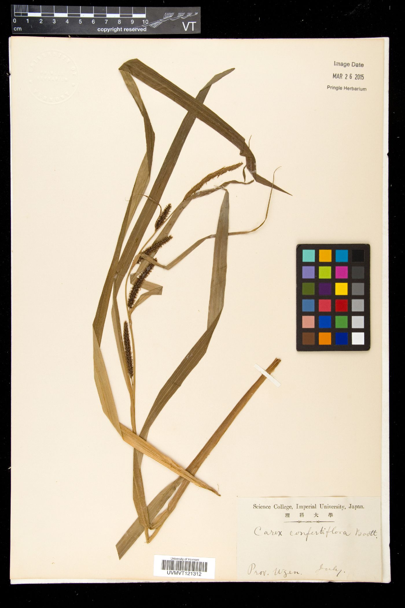 Carex olivacea subsp. confertiflora image