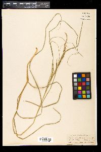 Image of Carex composita