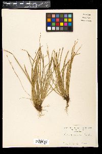 Image of Carex conica