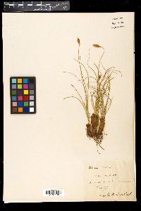 Carex curvula image
