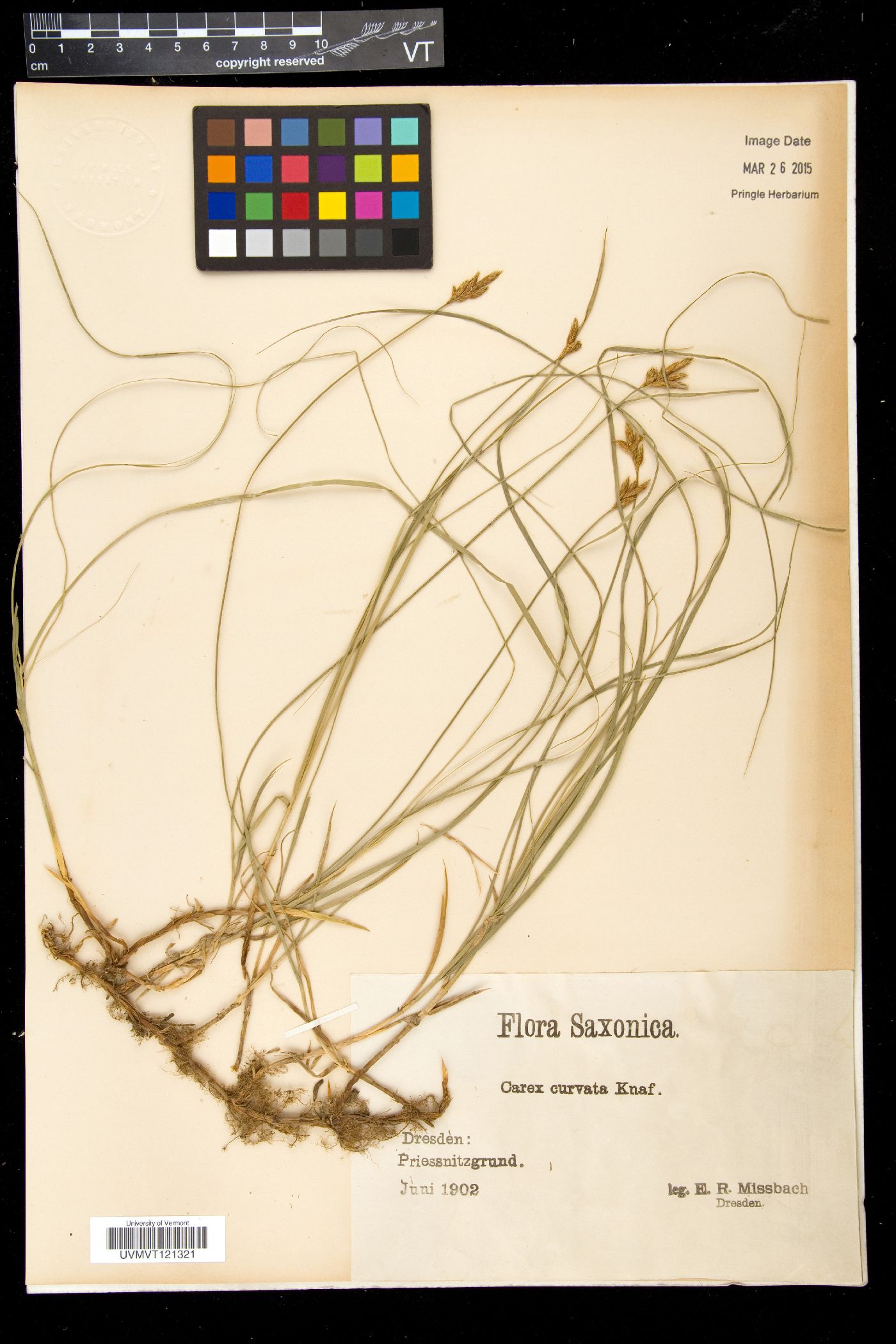 Kobresia fragilis image