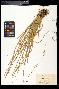 Carex stenostachys var. cuneata image
