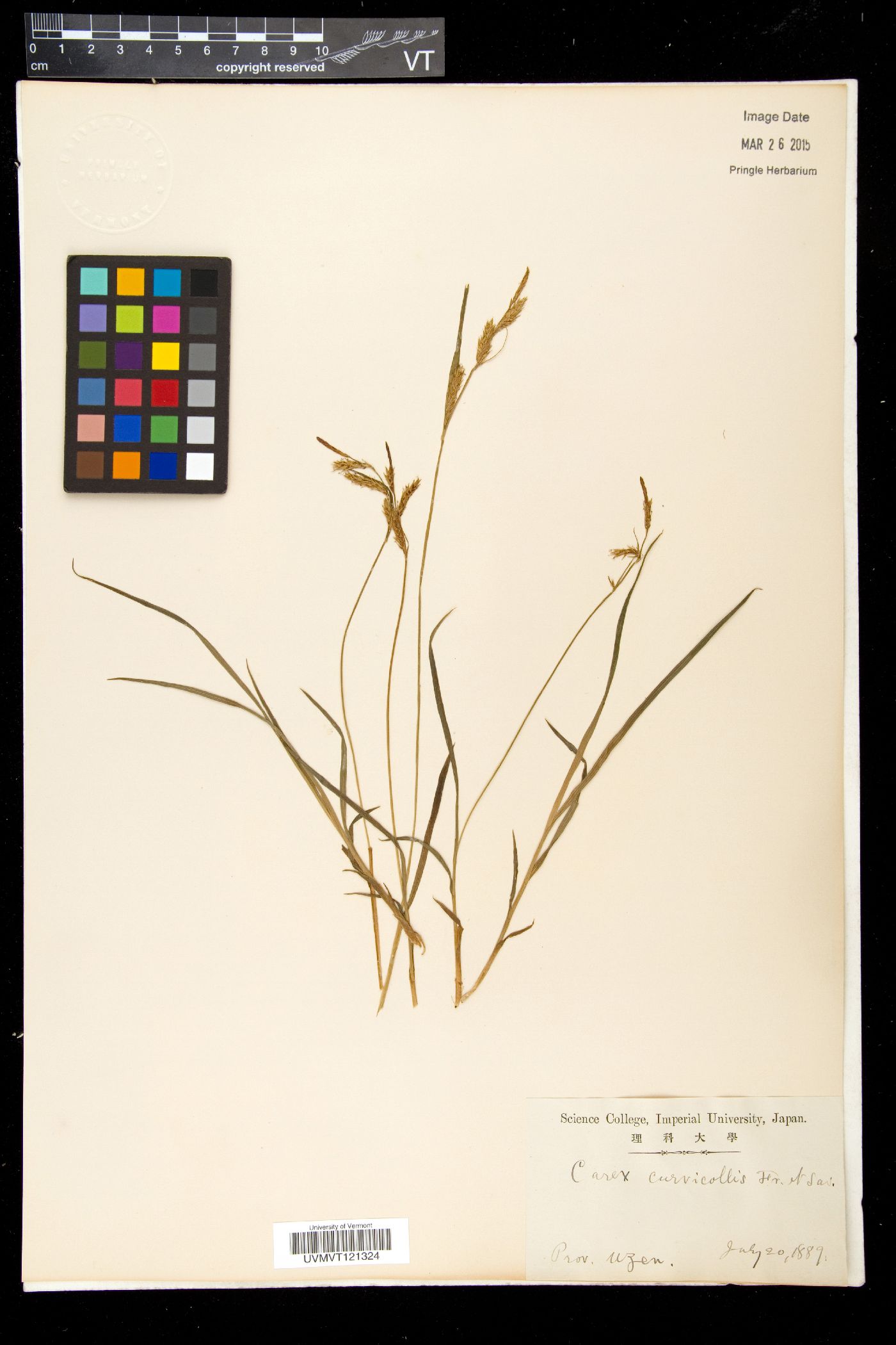 Carex curvicollis image