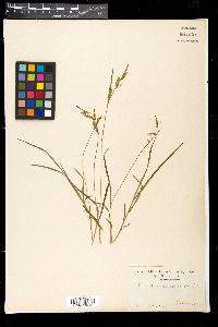 Image of Carex curvicollis