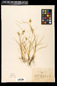 Carex oederi image