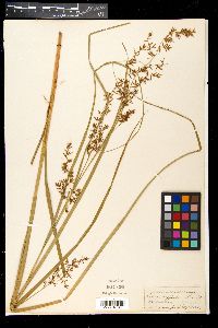 Carex vesiculosa image