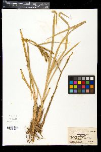 Carex dispalata image