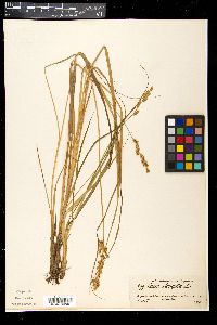 Carex elongata image