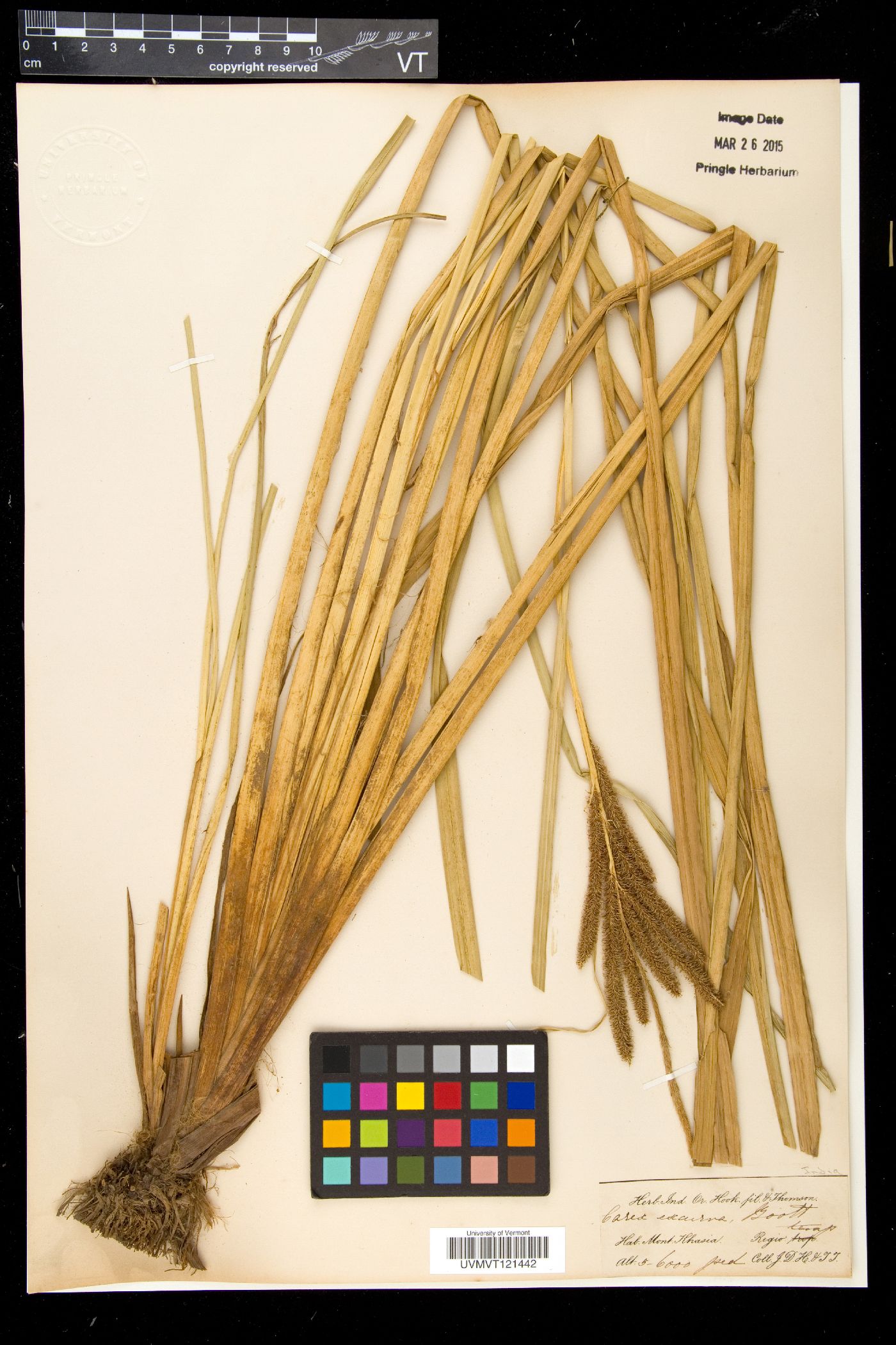 Carex nemostachys image