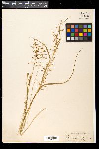 Carex filicina image