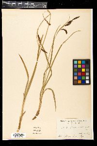 Carex flavocuspis image