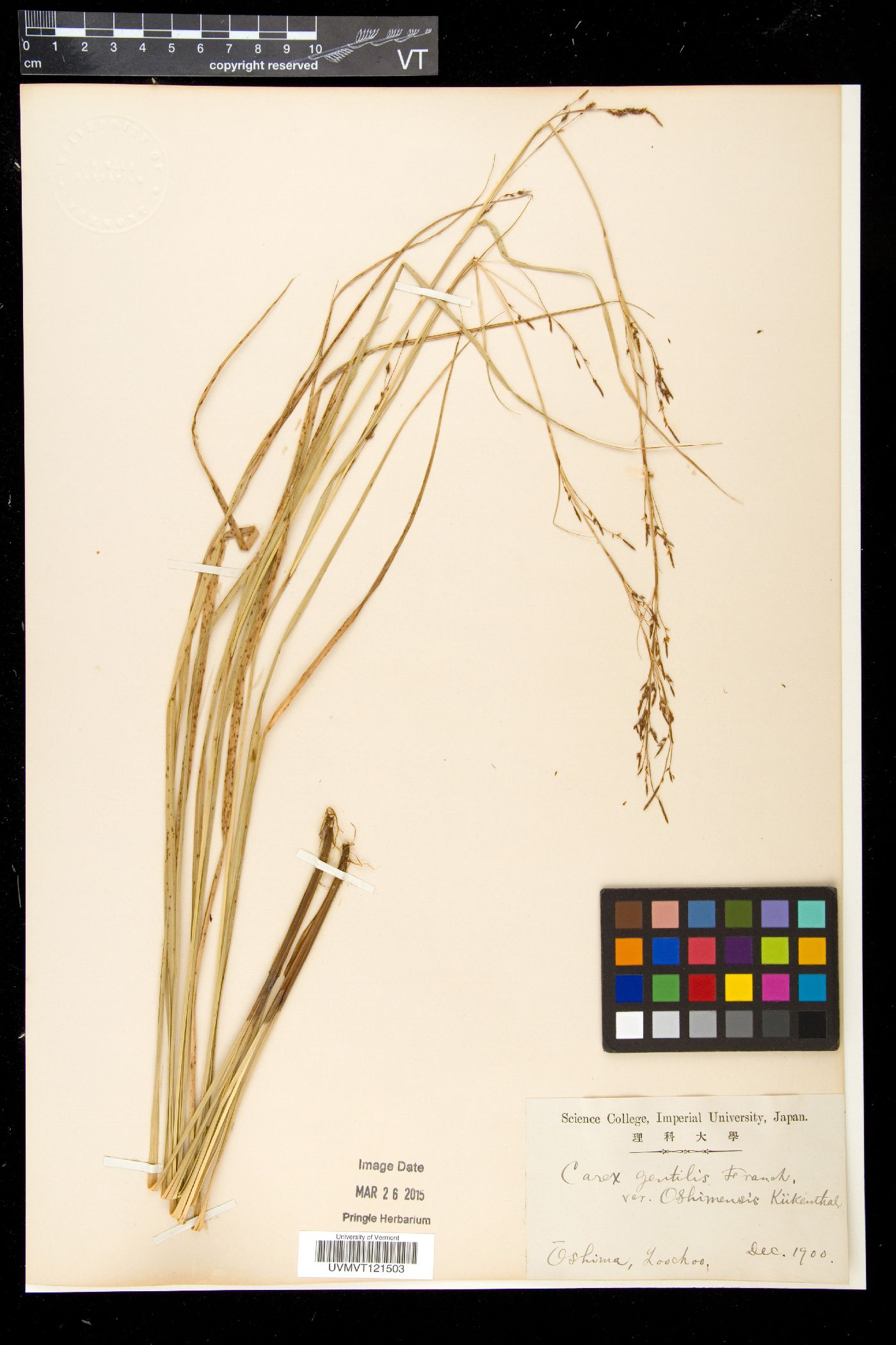 Carex brunnea subsp. brunnea image