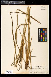 Carex graeffeana image