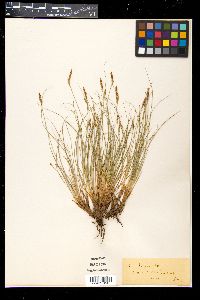 Carex halleriana image