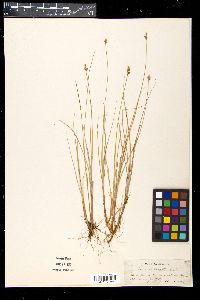 Carex heleonastes image