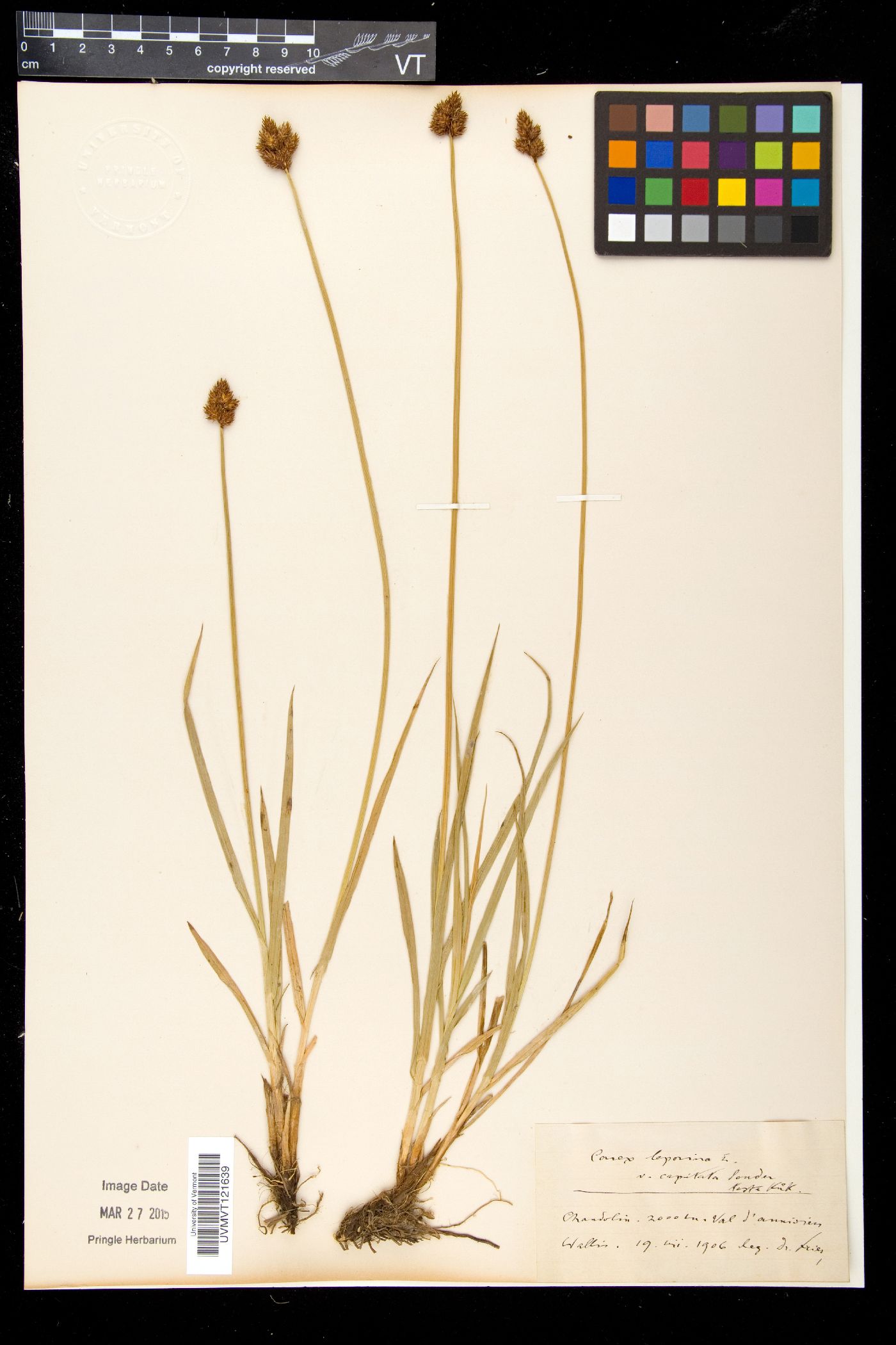 Carex leporina image