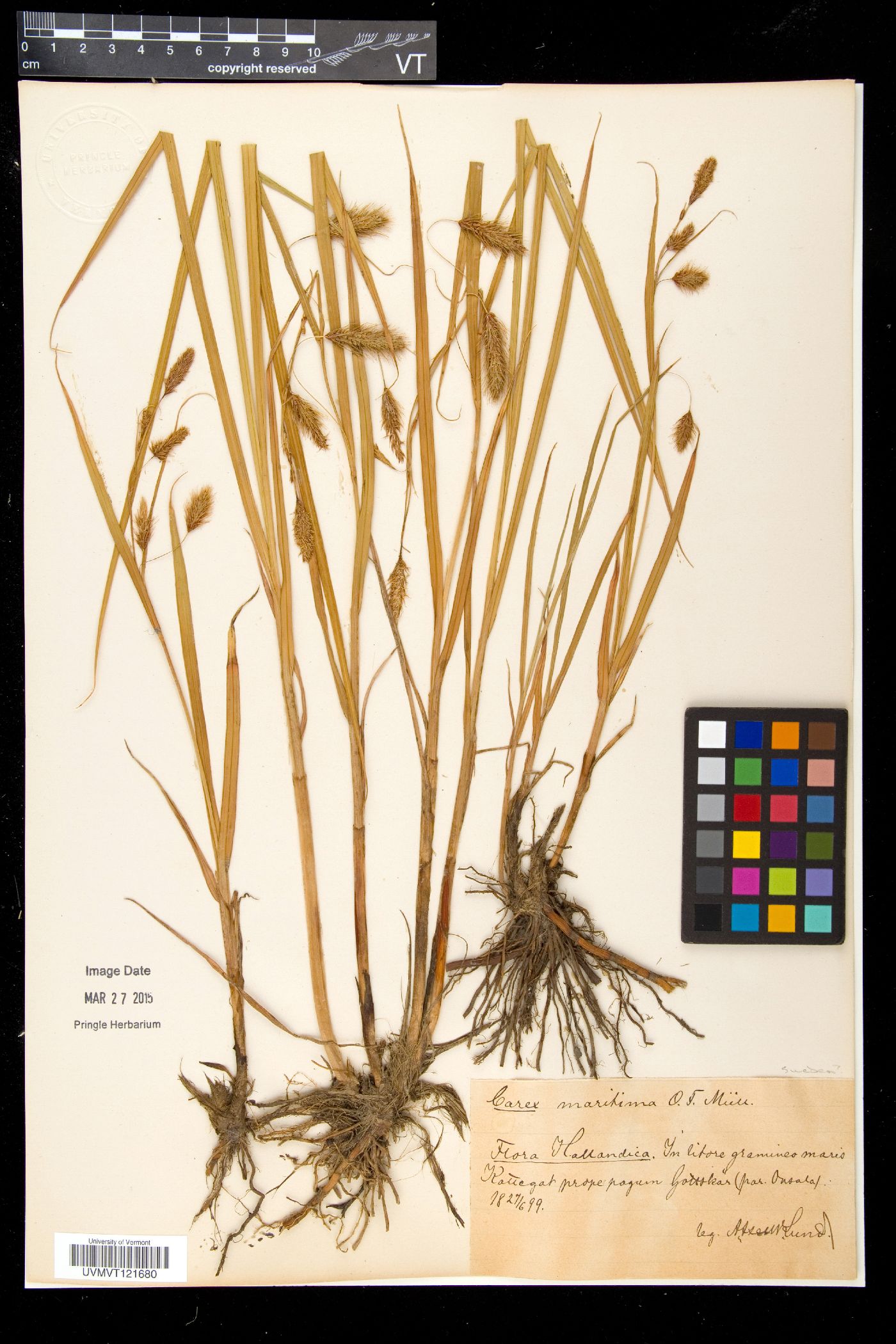 Carex maritima image