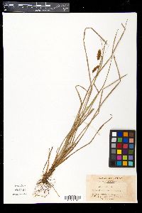 Carex maximowiczii image