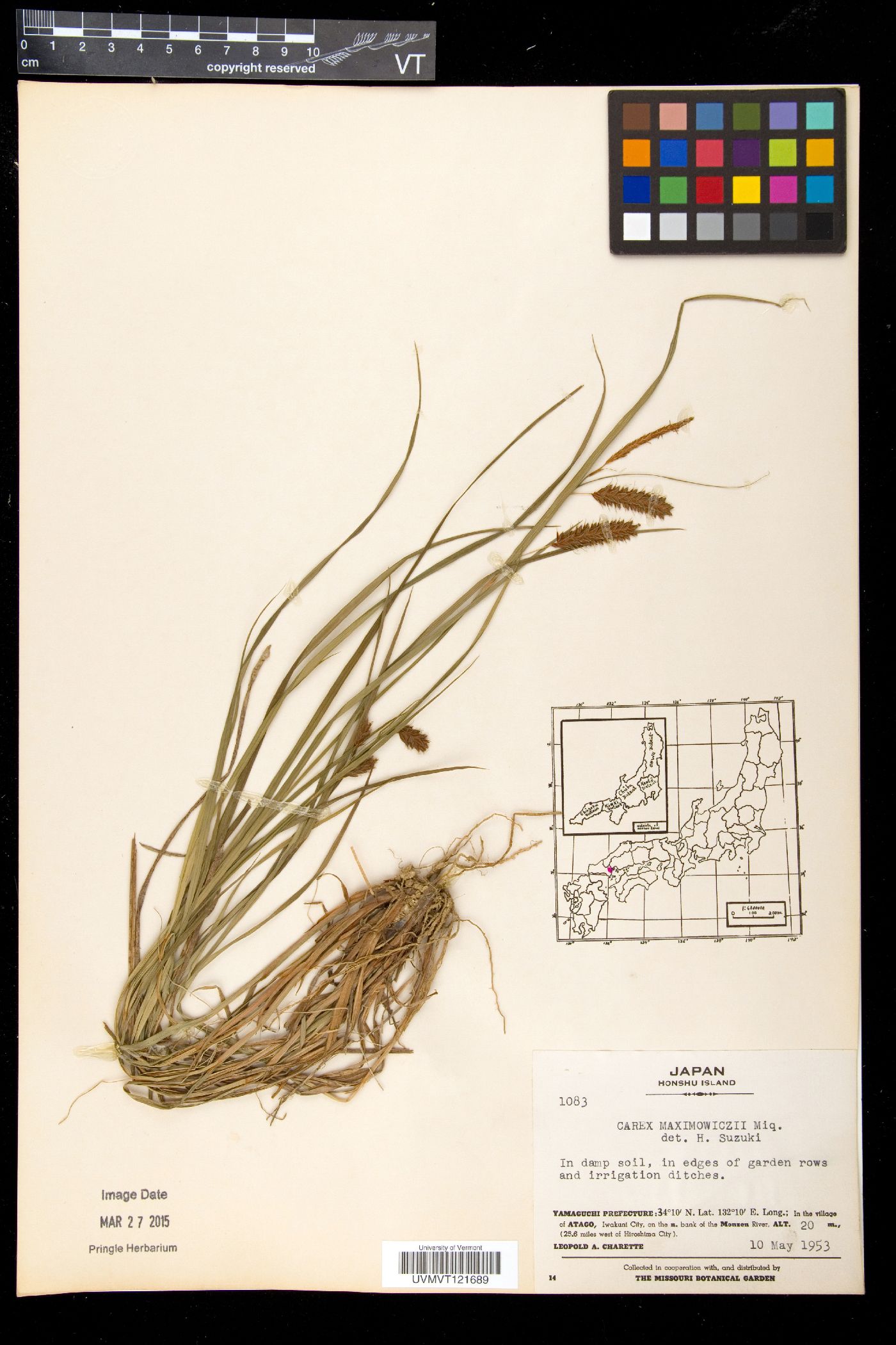 Carex maximowiczii image