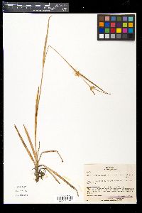 Carex michauxiana image