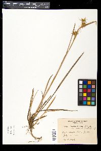 Carex michauxiana image