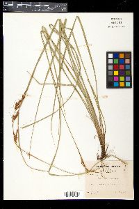 Carex nachiana image