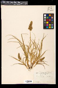 Carex satsumensis image