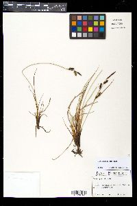 Carex nigra image