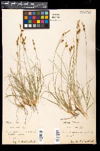 Carex mucronata image