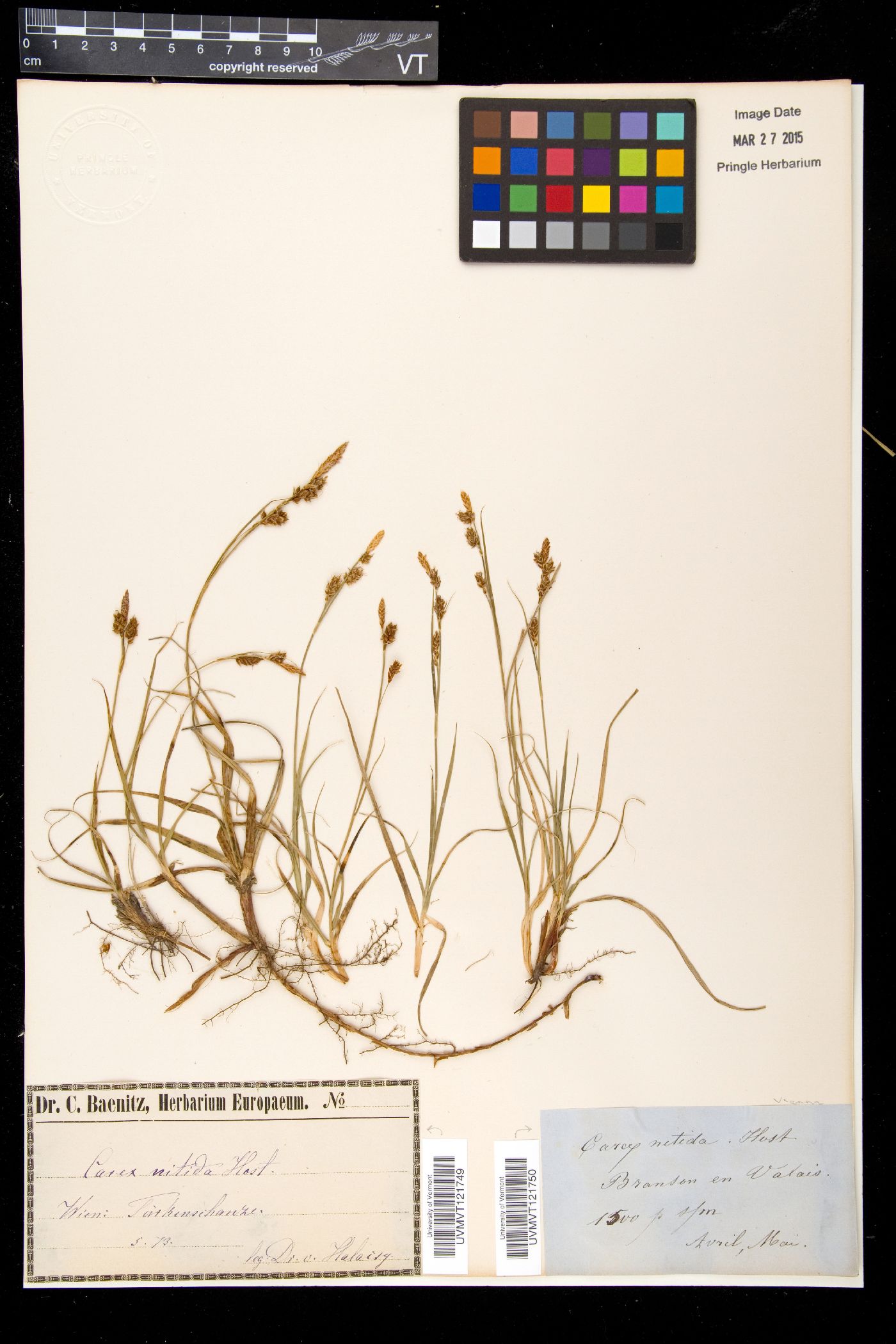 Carex mucronata image